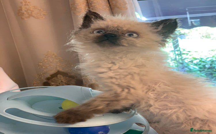 Selkirk Rex cats - Advert 1