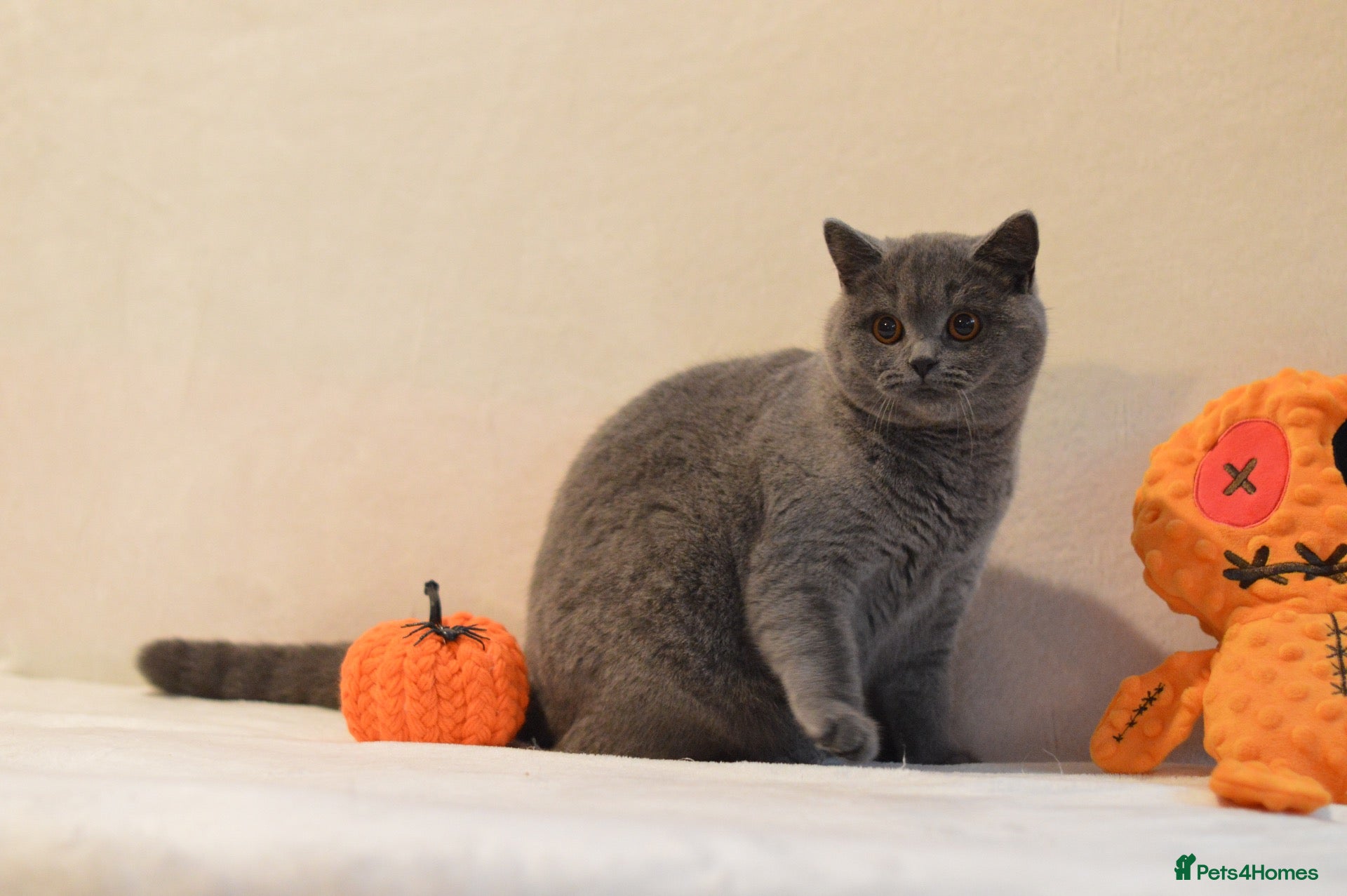 British Shorthair cats for sale: Beautiful paws*GB 😻 - Advert 1