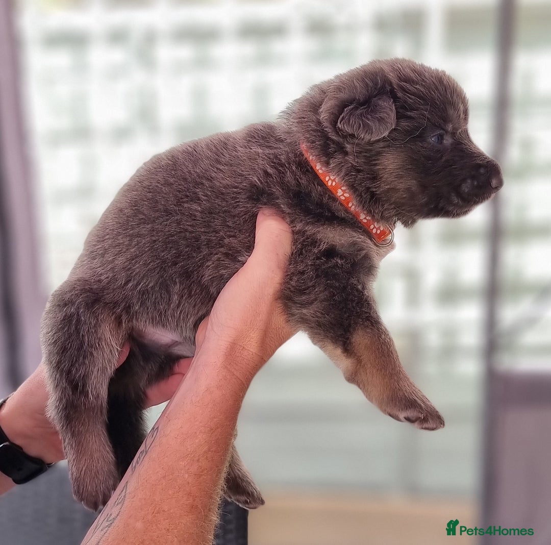 German Shepherd dogs for sale:  kc,health tested straight back german shepherd - Image 25