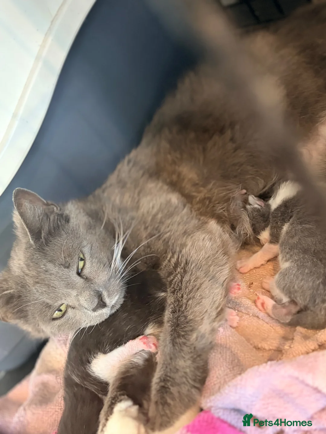 Mixed Breed cats for sale: Russian blue x bengal male  kitten (ready to go) - Advert 2