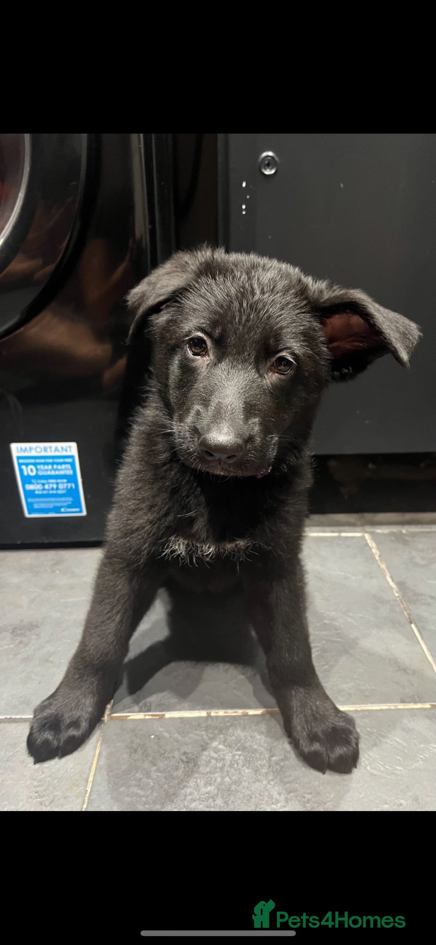 German Shepherd dogs  German shepherd puppies. 2 black girls left.   - Advert 2