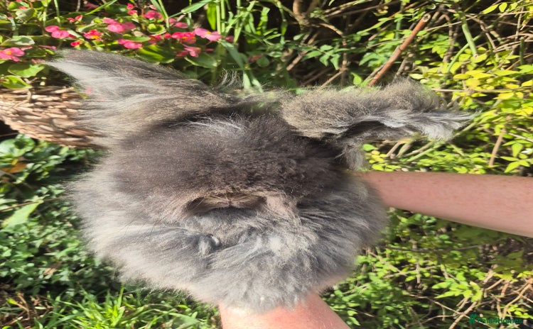 Angora rabbits - Advert 1