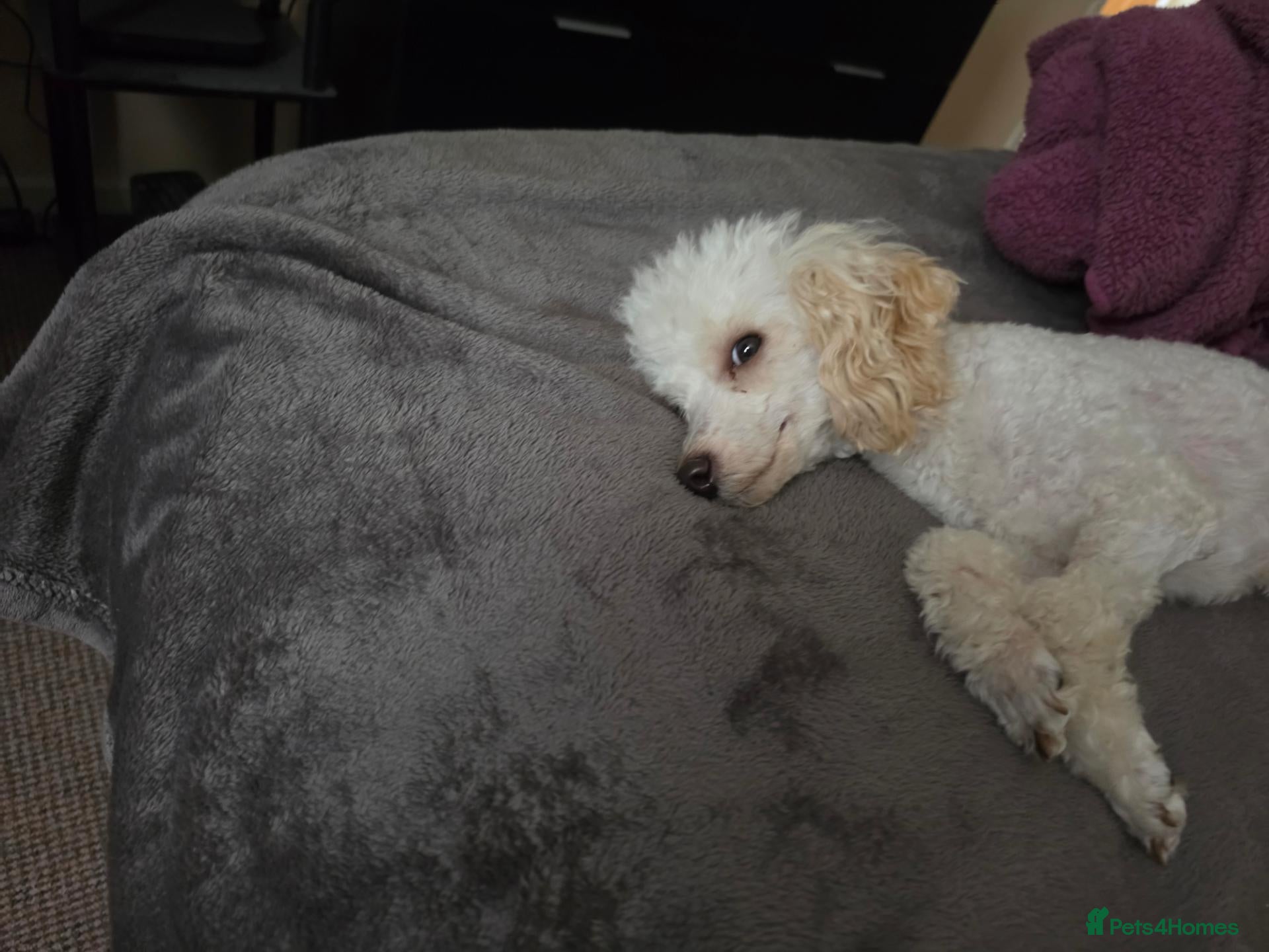Toy Poodle dogs Poodle - Advert 9