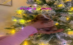 Cocker Spaniel dogs for sale: Lovely Cocker Spaniel Puppies From Our Family Dogs - Advert 12