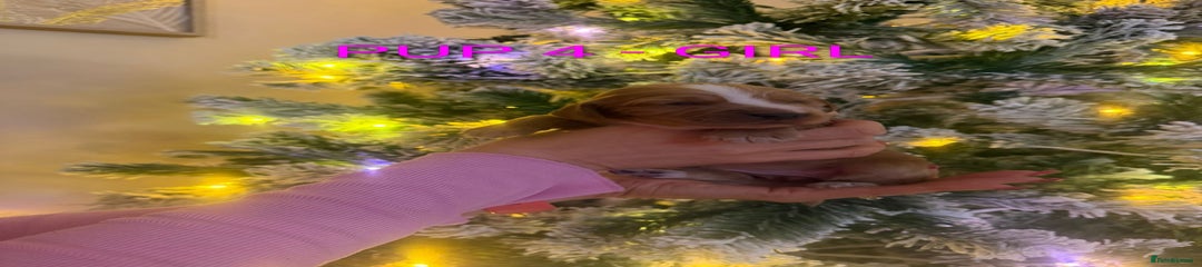 Cocker Spaniel Puppy 4