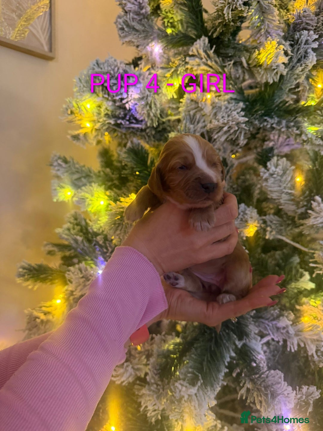 Cocker Spaniel dogs for sale: Lovely Cocker Spaniel Puppies From Our Family Dogs - Advert 12