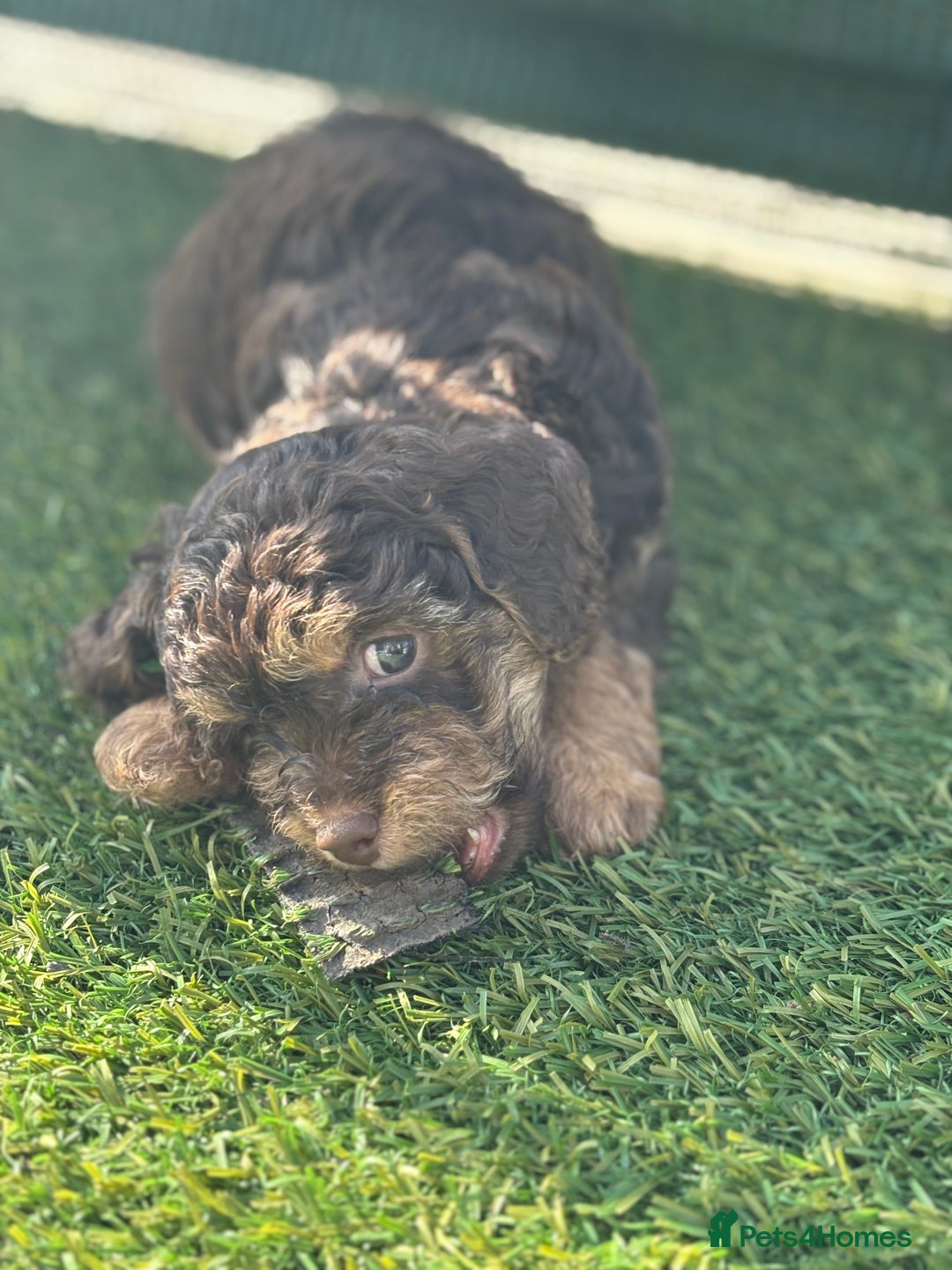 Mixed Breed dogs for sale: Shichon cross dachshund - Image 2