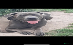 Mixed Breed dogs for sale: Staff x cane corso merle and grey pups for sale  - Image 2
