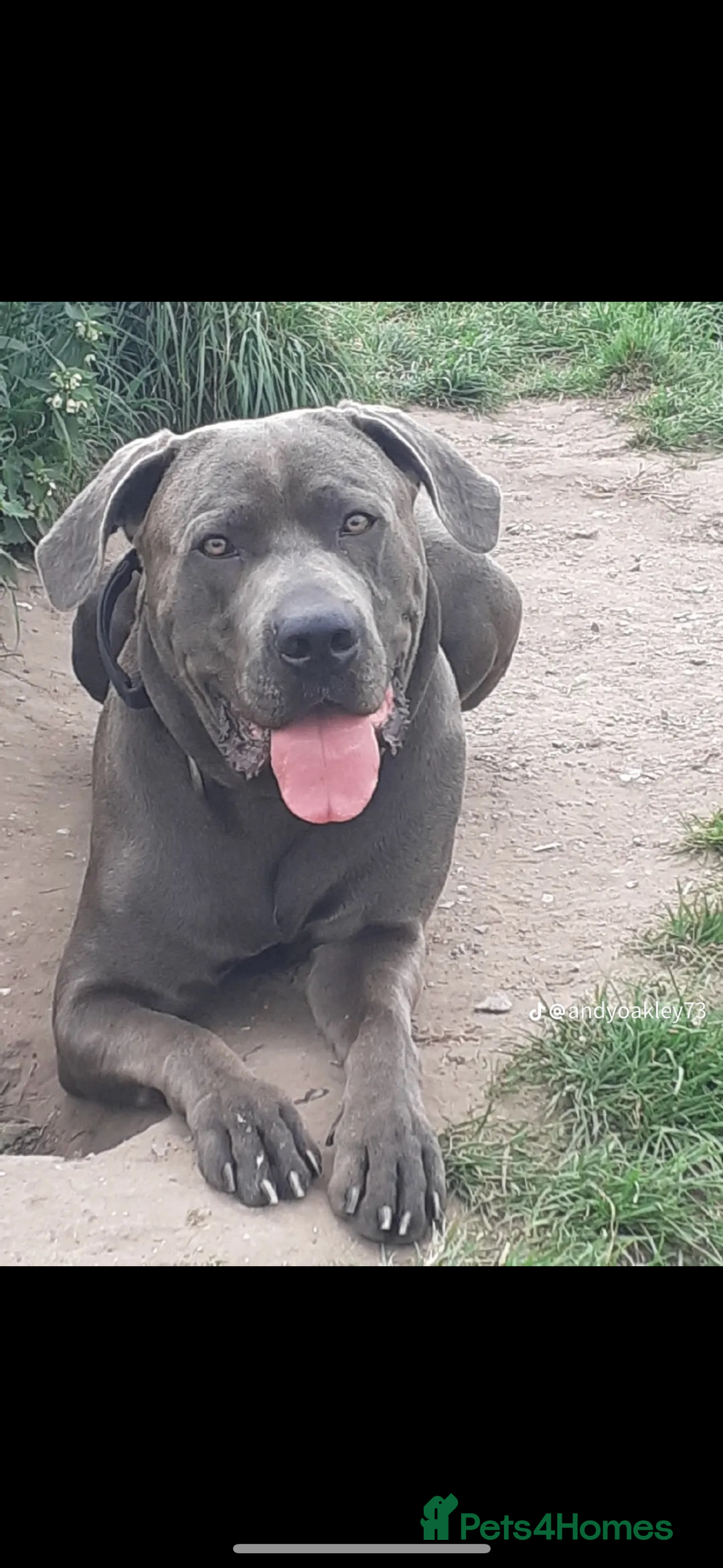 Mixed Breed dogs for sale: Staff x cane corso merle and grey pups for sale  - Image 2