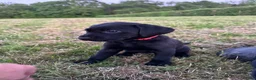 Labrador Retriever dogs for sale: International FTCH sired working Labrador pups  - Advert 29