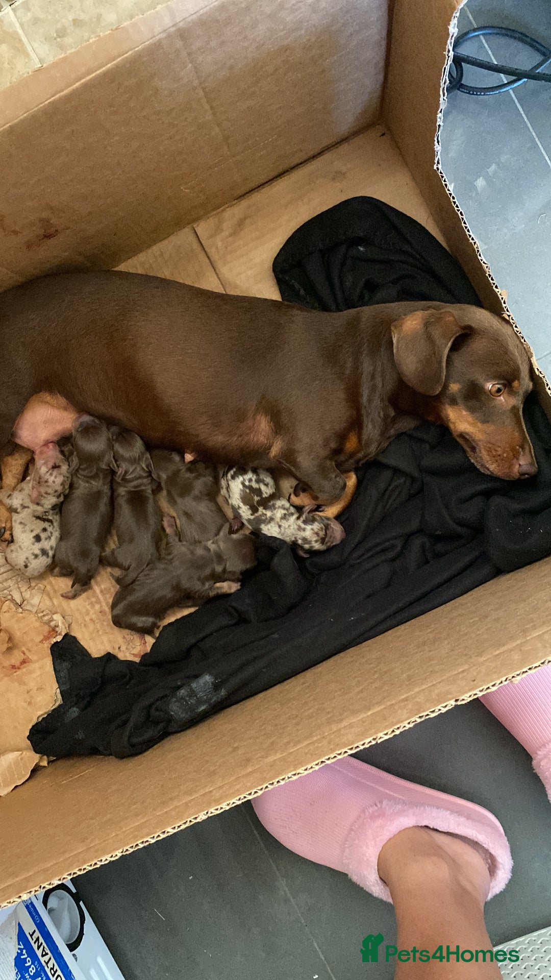 Dachshund dogs for sale: 2 beautiful boys left! - Image 1