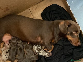 Dachshund dogs - Advert 23