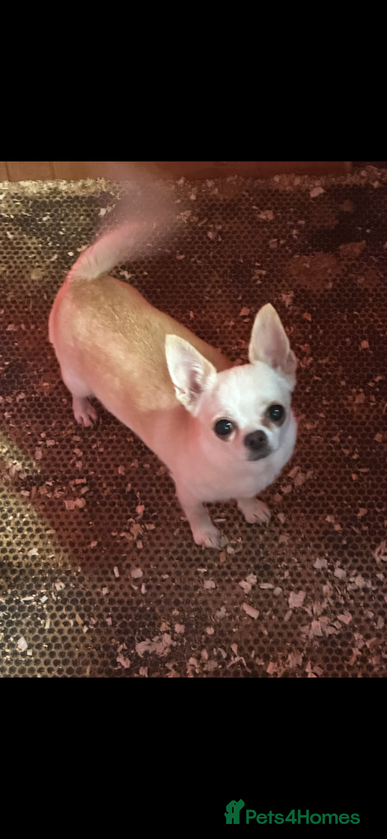 Chihuahua dogs Chihuahua  - Advert 4