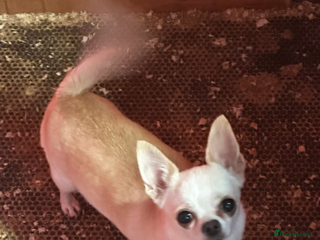 Chihuahua dogs Chihuahua - Advert 1