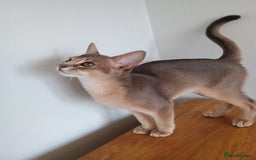 Abyssinian cats for sale: Blue Abyssinian male kittens - Image 12