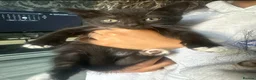 Mixed Breed cats for sale: All kittens and mother for free  - Advert 6