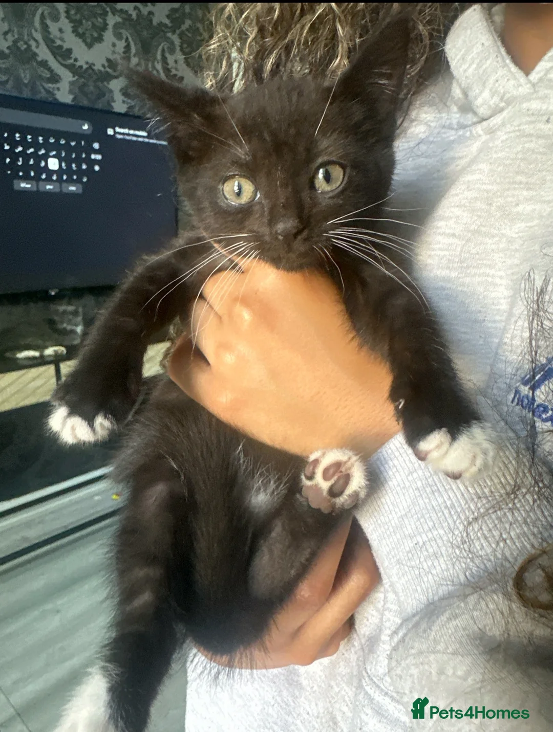 Mixed Breed cats for sale: All kittens and mother for free  - Advert 6