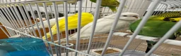 Budgerigars birds for sale: Baby Budgies for sale - Advert 1