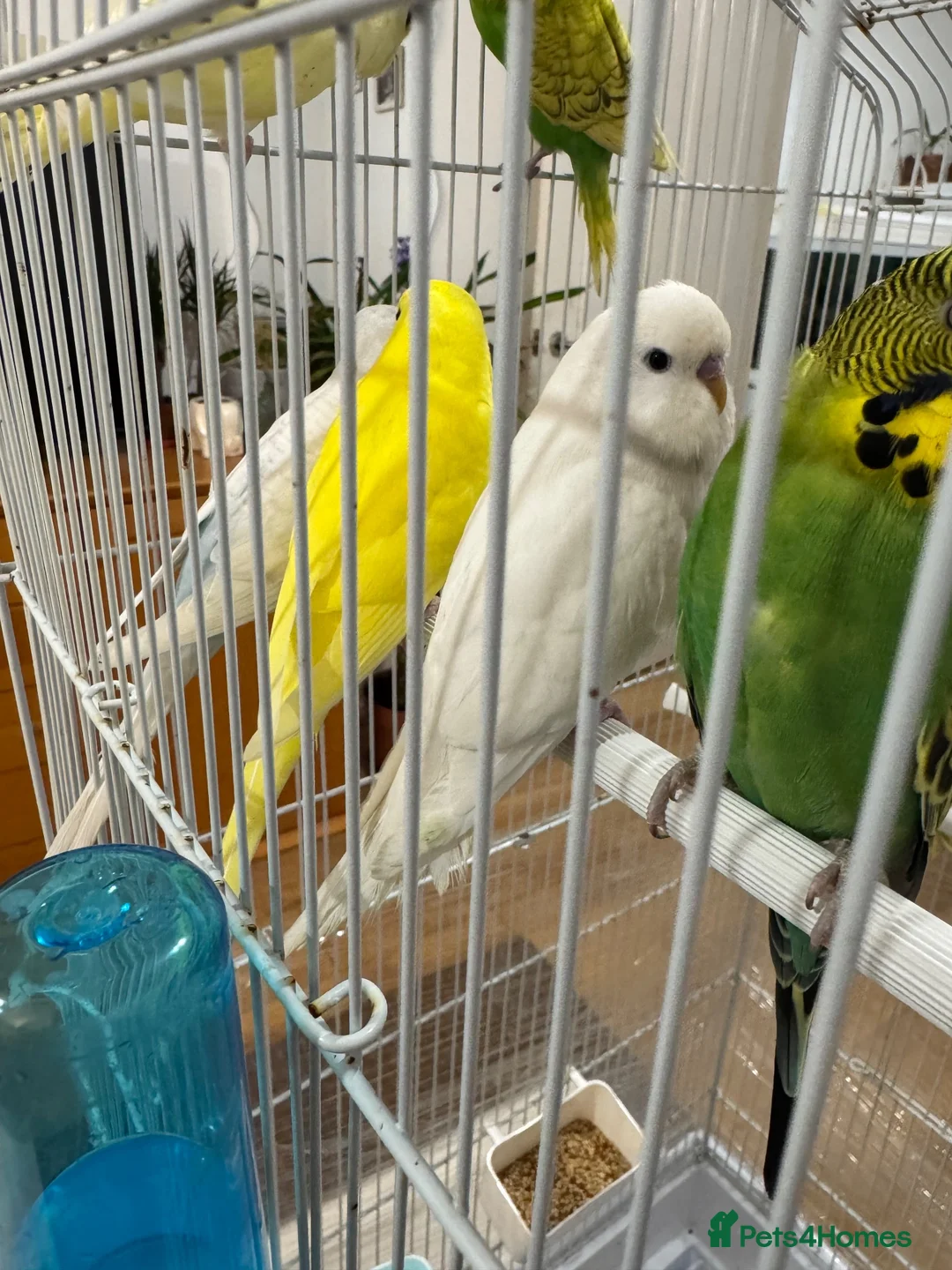 Budgerigars birds for sale: Baby Budgies for sale - Advert 1
