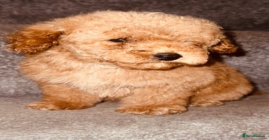 Miniature Poodle dogs - Advert 9