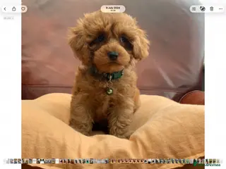 Maltipoo dogs MALTIPOO PUPPIES 5 STAR LICENSED BREEDER - Advert 4