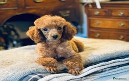 Toy Poodle dogs for sale: Two beautiful red toy poodle girls  - Image 5