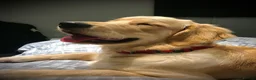 Golden Retriever dogs for stud: Beautiful KC-Reg Golden Retriever Stud (proven) - Advert 16