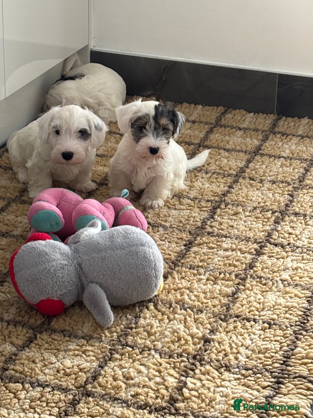 Sealyham Terrier dogs for sale: Stunning Sealyham Terriers  - Advert 14