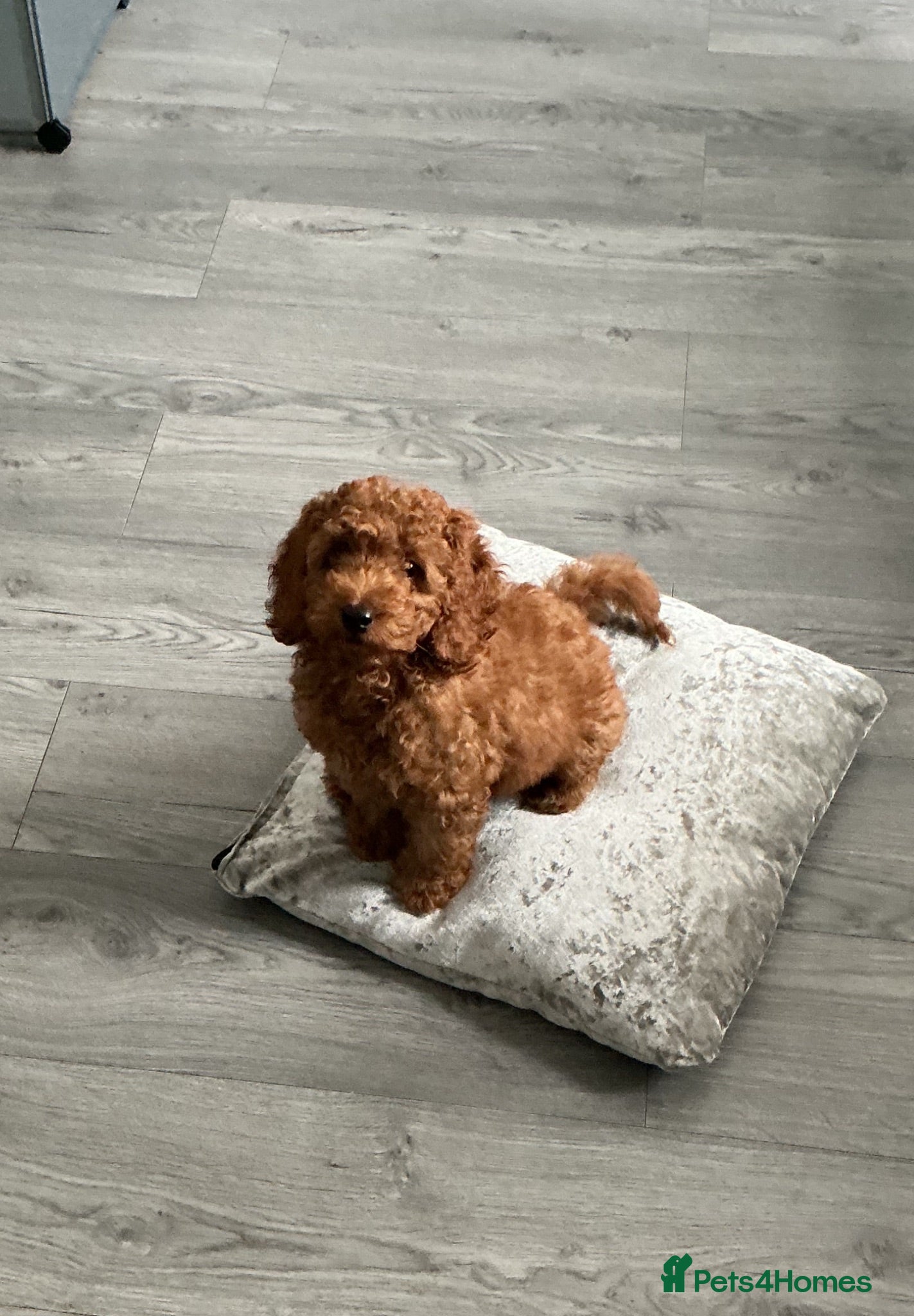 Cockapoo dogs Cockapoo puppies  - Advert 1