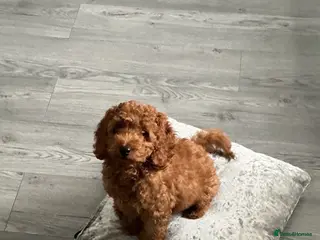 Cockapoo dogs Cockapoo puppies - Advert 18