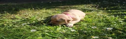Golden Retriever dogs for sale: Litter of Golden Retriver puppies in Peterborough - Advert 6