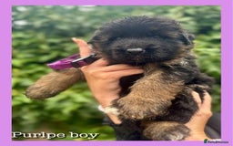 German Shepherd dogs for sale:   GSD puppies' fluffy coats  - Image 7