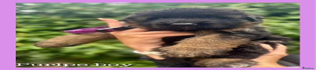German Shepherd Purple Collar