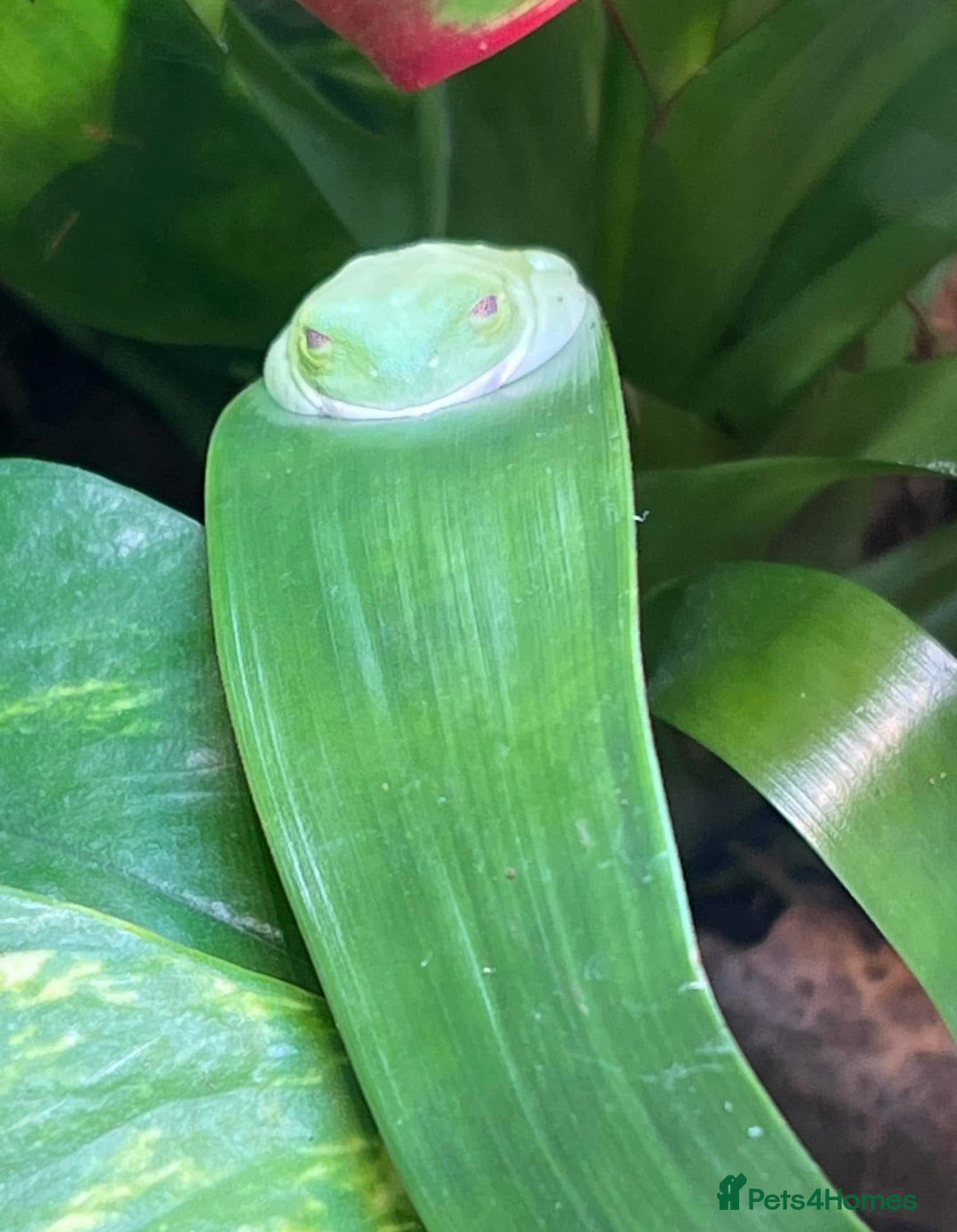 Frog reptiles for sale: Red Eyed Tree Frog - Image 3