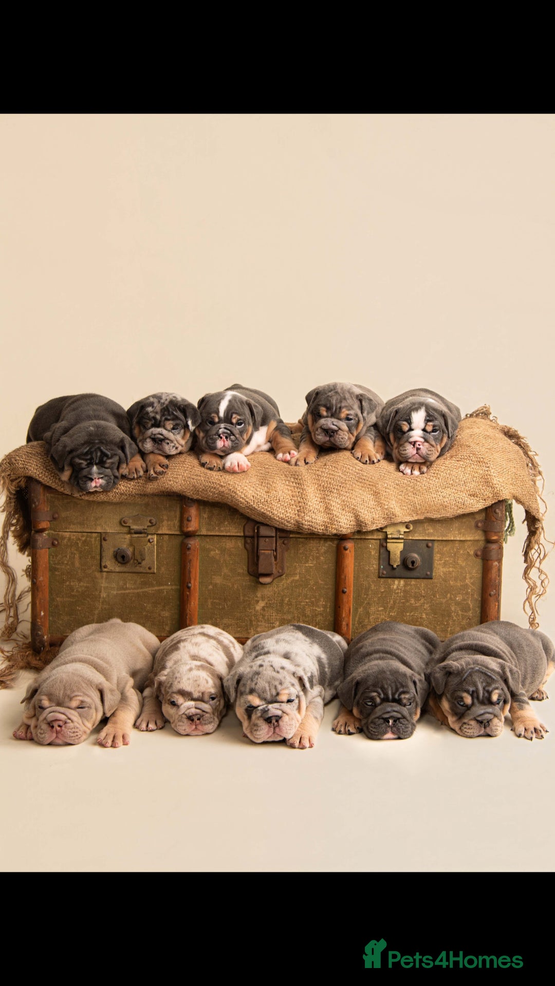 English Bulldog dogs for sale: 10 Top quality English bulldog puppies for sale  - Image 1