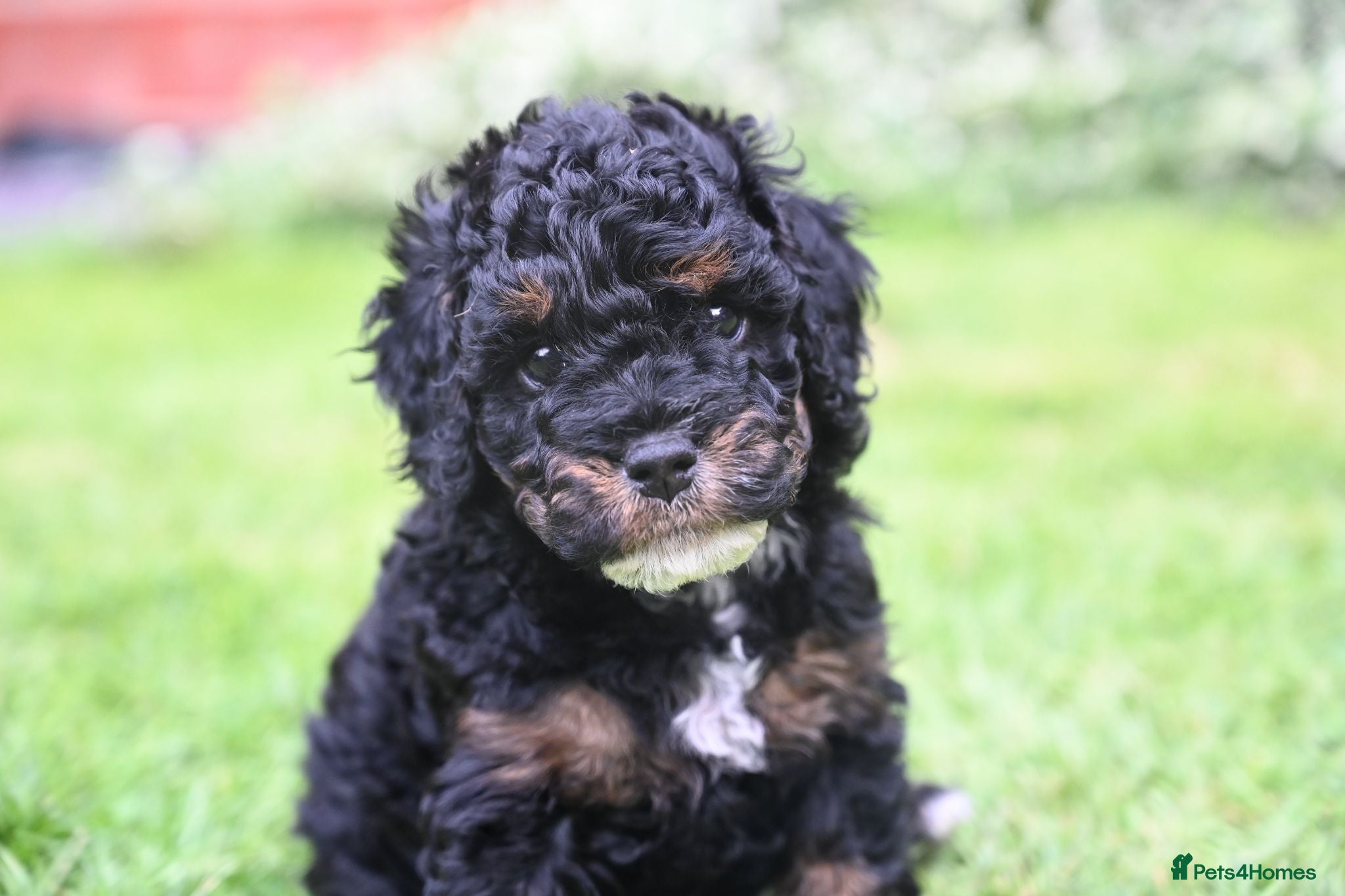 Cockapoo dogs 🌟 🐾 Home Raised Cockapoo Girls Ready July - Advert 2
