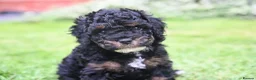 Cockapoo dogs for sale: 🌟 Vet-Checked F2 Cockapoo Girls – Ready 24 July🐾 - Advert 12