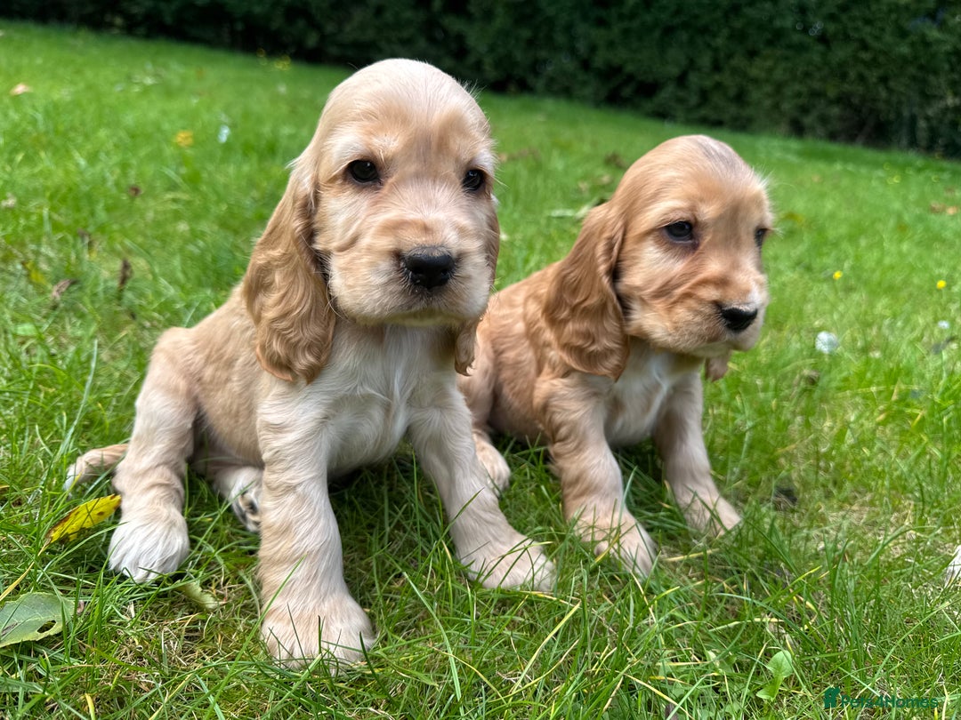 Cocker Spaniel dogs for sale: BEAUTIFUL KC SHOW TYPE COCKER SPANIELS  - Image 4
