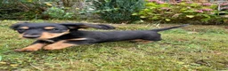 Miniature Dachshund dogs for sale: Miniature long haired dachshunds  - Advert 4
