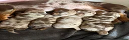 Miniature Dachshund dogs for sale: 2 girl miniature dachshund  in Ashford - Advert 5
