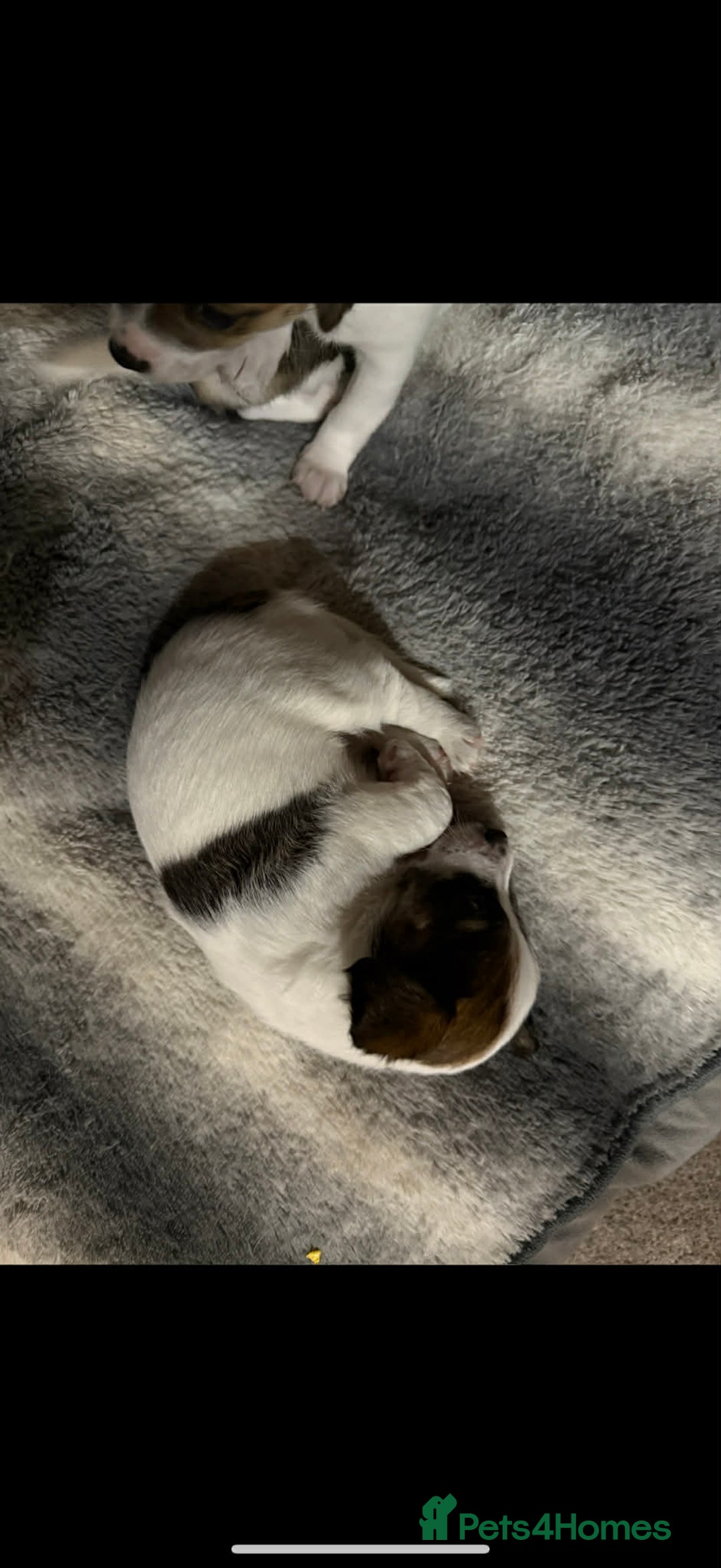 Jack Russell dogs for sale: Baby Jack Russell pups adorable  - Advert 8