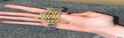 Leopard Gecko reptiles for sale: Leopard gecko rescue in Todmorden - Advert 2