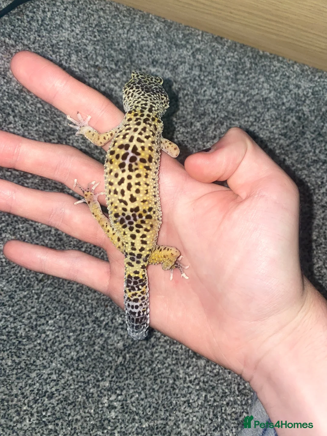 Leopard Gecko reptiles for sale: Leopard gecko rescue in Todmorden - Advert 2
