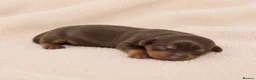 Miniature Dachshund dogs for sale: 👑🐾Quality KC Miniature Dachshunds🐾👑 in Staines - Advert 4