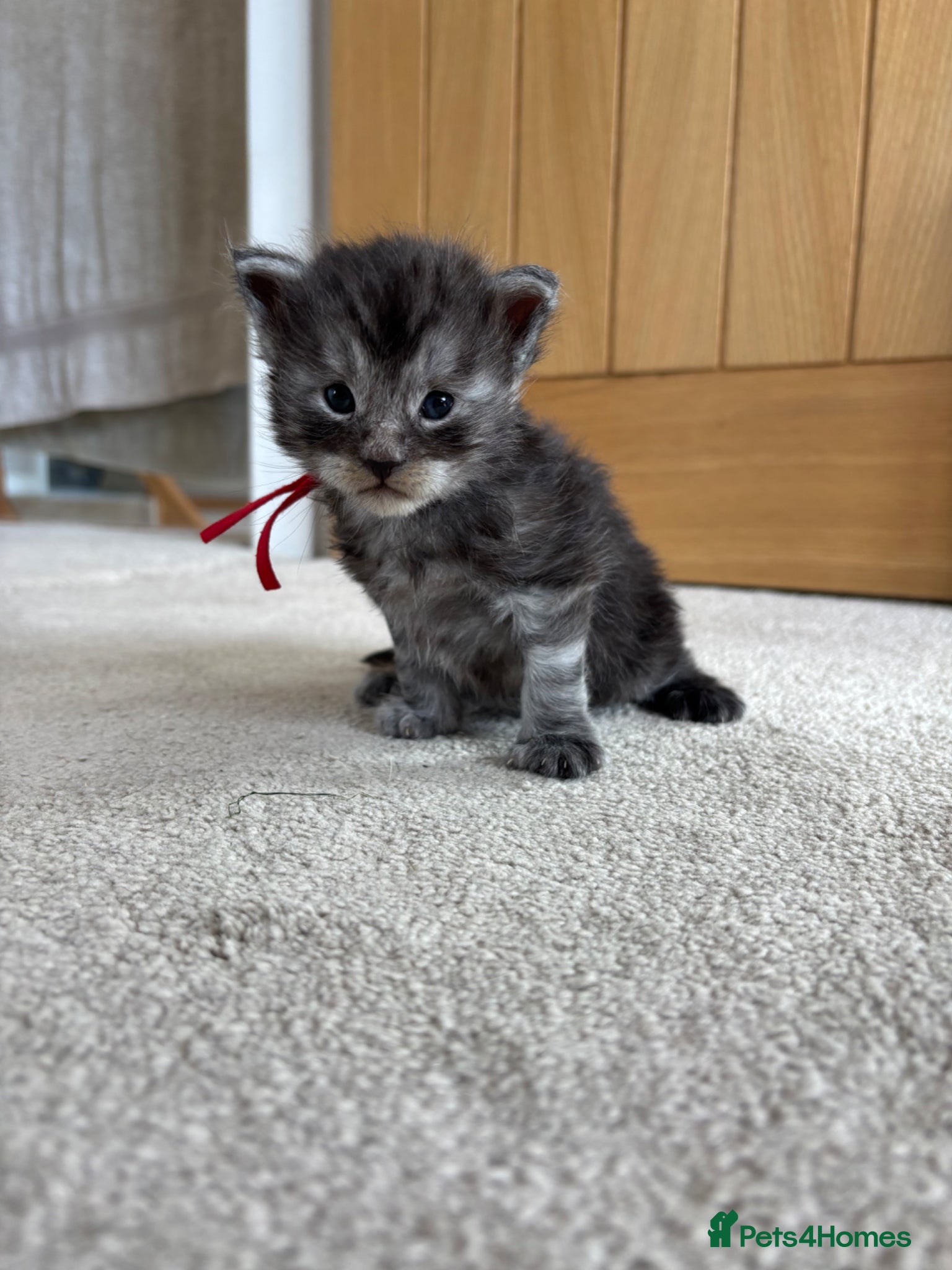 Maine Coon cats for sale: TICA Maine Coon Kittens  - Advert 26