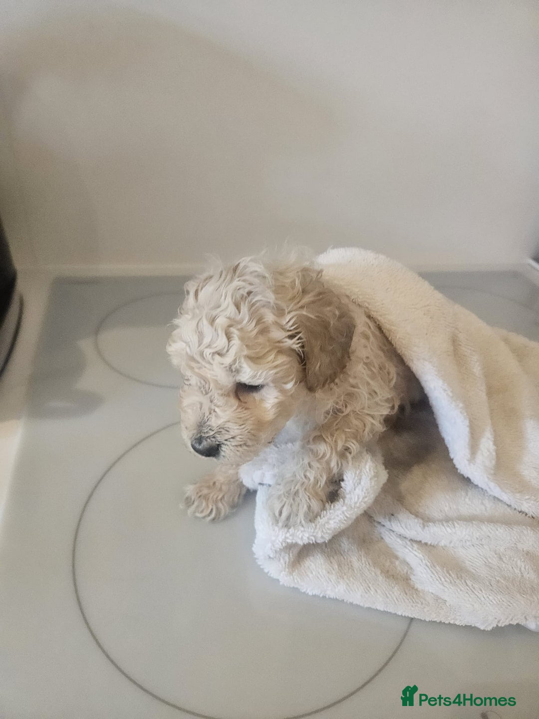 Schnoodle dogs for sale: Schnoodle Puppies - Advert 5