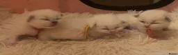 Ragdoll cats for sale:  Gorgeous Bicolour Kittens - Advert 4