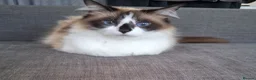 Maine Coon cats for sale: Fluffy Ragdoll x Maine Coon Kittens Available Soon - Advert 13