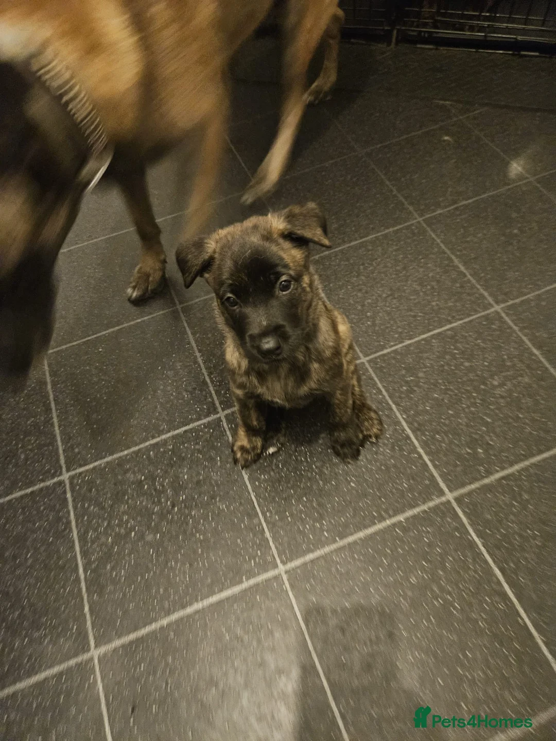 Mixed Breed dogs for sale: Belgium Malinois x Dutch Herder Puppies - Advert 28