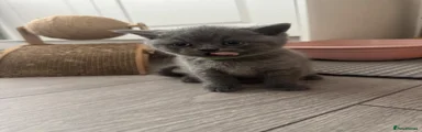 British Shorthair- Green Collar- Grey colouring